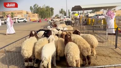 مسارات مبردة لتيسير الحج.. وتنظيم جديد يعزز عدالة شراء الأضاحي