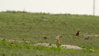 الطاووس والحوت