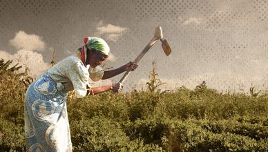 الحرب ونزوح المزارعين يفاقمان أزمة الزراعة في السودان