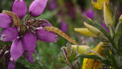أبطال البرية