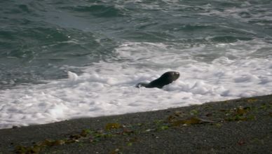 الحيتان القاتلة