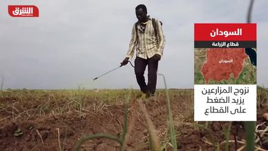 الحرب ونزوح المزارعين يفاقمان أزمة الزراعة في السودان