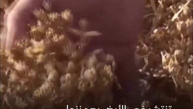 نبات السمح