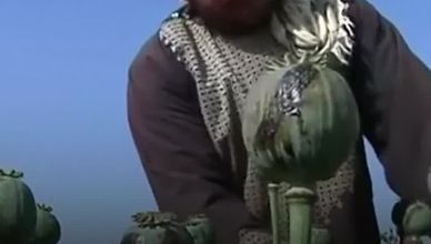 زهرة الخشخاش بدل الفواكه في أفغانستان
