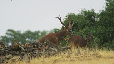 النسور السوداء