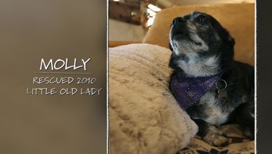 جمع شمل عائلة