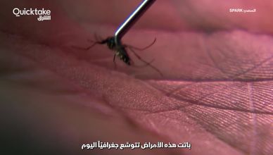 البعوض.. قاتل البشر الأشرس