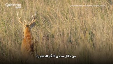 كيف نحمي التنوع البيولوجي من الزوال؟