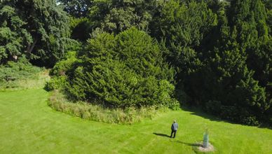 رحلة الأشجار