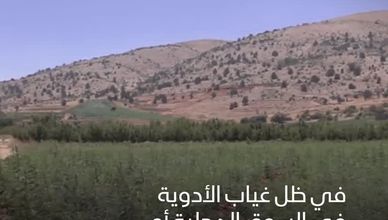 لبنان.. الحشيش بديل للدواء