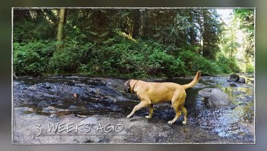 رحلة التعافي