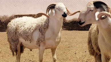 السعودية.. مشروع الهدي والأضاحي يدخل موسم الحج بمنظومة ذكية