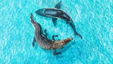 الفك المفترس ضد التمساح العملاق