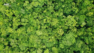 زد المفقودة