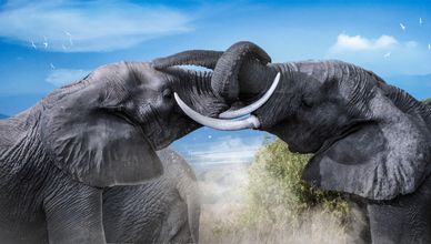 تحديات عالم الأفيال