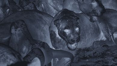 صراع البقاء