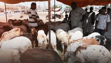 السودان.. ارتفاع أسعار الأضاحي يعكر فرحة المواطنين بالعيد