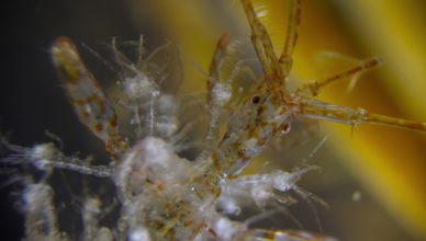 الأبوة في المحيطات