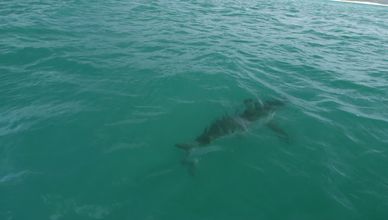 رحلة البحث عن "كولوسوس"