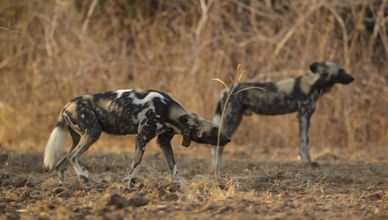 الصراع على العرش