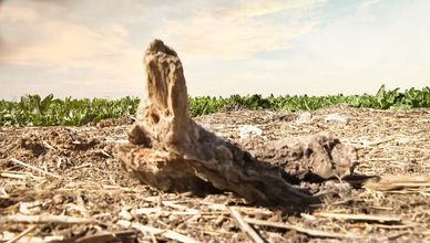 ملوحة التربة.. خطر يهدد الزراعة في الأراضي الصحراوية