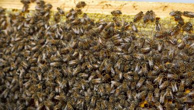 لغة الحياة الخفية