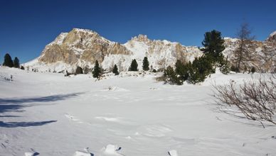 نسر يصنع مصيره