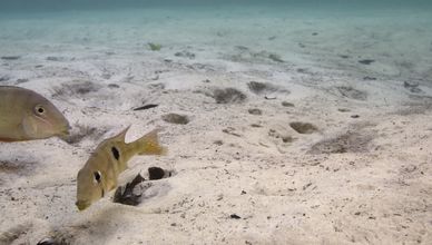 سيناريو الجفاف