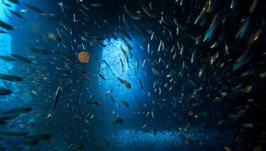 مدينة المرجان