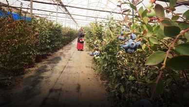 انطلاقا من الفيوم.. التوت الأزرق المصري يغزو أسواق أوروبا