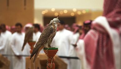 السعودية.. مزاد الصقور يسلط الضوء علي جهود صون أقدم الرياضات