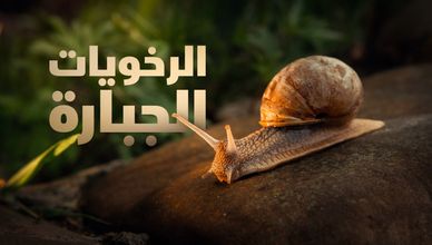 الرخويات الجبارة