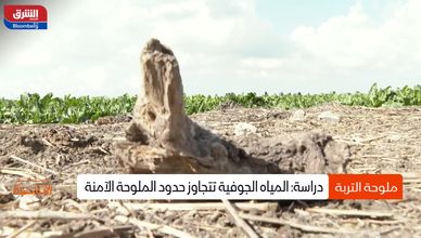 ملوحة التربة.. خطر يهدد الزراعة في الأراضي الصحراوية