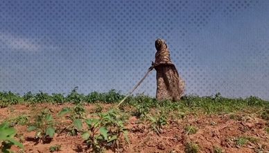 الجفاف يضرب السودان.. محاصيل مهددة وأزمة غذائية تتفاقم