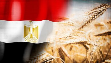 روسيا وأوكرانيا.. واردات مصر من القمح