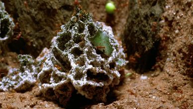 تنوع مناخي وتكيف مذهل