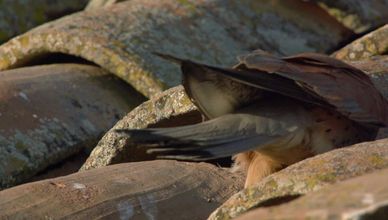 صراع الأجنحة