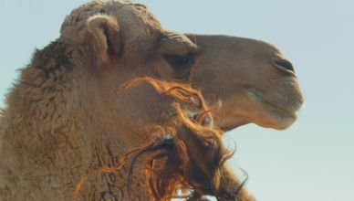 الذكاء سلاح البقاء