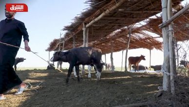 جنة عدن تواجه ملوحة المياه.. والحياة الريفية تنهار بصمت