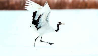 رقصة طائر الكركي