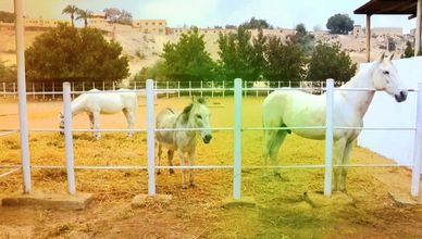 العلاج بالخيل.. تجربة شفاء فريدة في مصر
