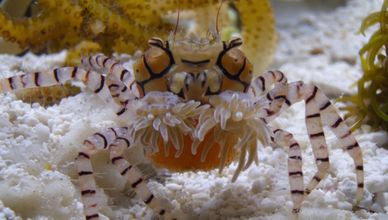 أمومة صامدة