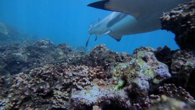 الوبر الصخري