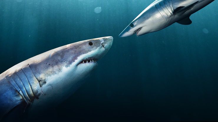 البحث عن القرش الأبيض