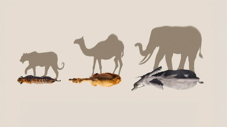الحيوانات اللبونة - Mammals