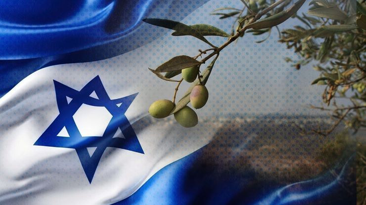 موسم الزيتون بالضفة يتحول إلى مواجهة مع المستوطنين والجيش الإسرائيلي