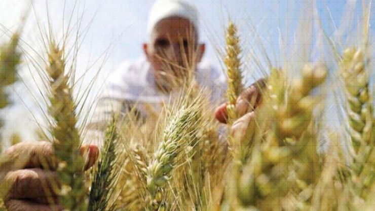 هجوم إلكتروني على صوامع القمح.. الأردن يطمئن الأسواق