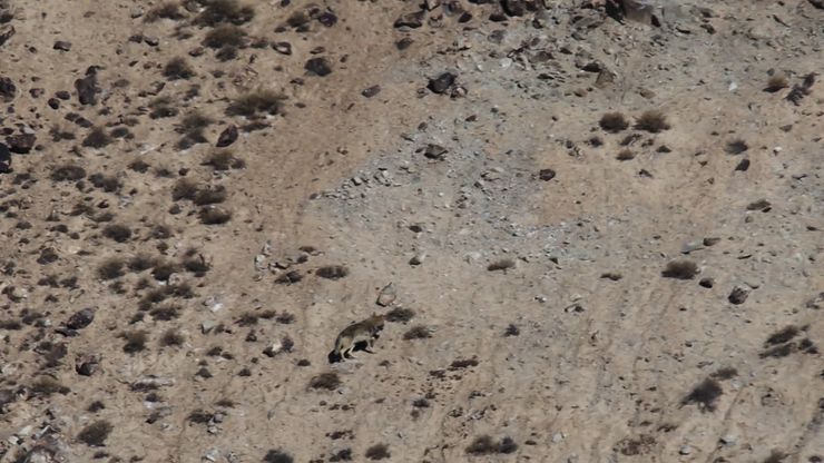 النمر المراوغ