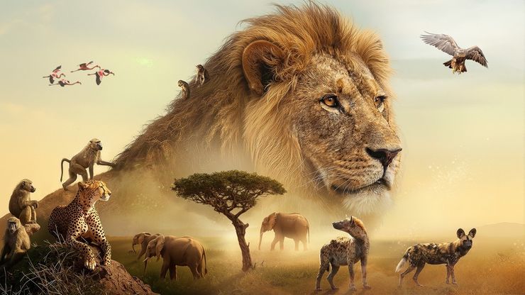 الحياة البرية