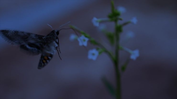 النبات يعبر عن نفسه